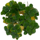 Pistia stratiotes (Dwarf Water Lettuce)