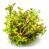 Rotala rotundifolia 'Blood Red'