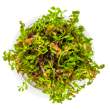 Rotala rotundifolia 'Blood Red'