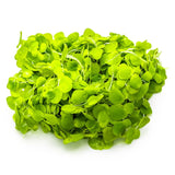 Giant Duckweed Spirodela polyrhiza