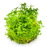 Rotala rotundifolia 'Green'