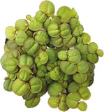 Phyllanthus fluitans red roots floating plant