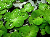 Pistia stratiotes (Dwarf Water Lettuce)