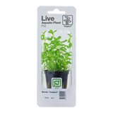 Bacopa monnieri 'Compact'