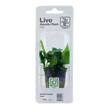 Anubias barteri var. nana