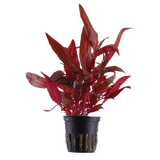 Alternanthera reineckii 'Rosanervig'