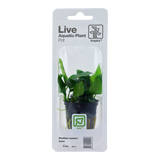 Anubias barteri var. nana