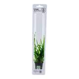 Microsorum pteropus 'Narrow'