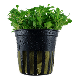 Glossostigma elatinoides/cuba