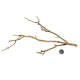 Aquarium Manzanita wood