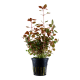 Ludwigia palustris