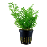 Ceratopteris thalictroides