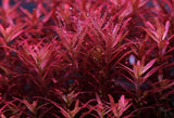 Rotala rotundifolia 'H'ra'