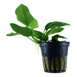 Anubias barteri var. nana