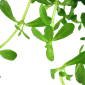 Bacopa monnieri 'Compact'