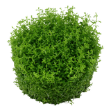 Hemianthus callitrichoides 'Cuba'