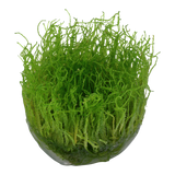Taxiphyllum barbieri java moss