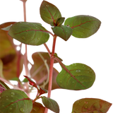 Ludwigia palustris