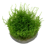 Vesicularia ferriei 'Weeping'