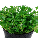 Glossostigma elatinoides/cuba