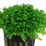 Glossostigma elatinoides/cuba