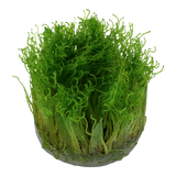 Taxiphyllum 'Spiky' java moss