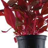 Alternanthera reineckii 'Rosanervig'