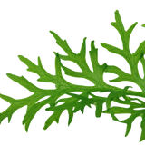 Ceratopteris thalictroides