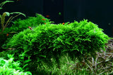 Vesicularia ferriei 'Weeping'