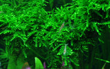 Vesicularia ferriei 'Weeping'
