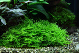 Taxiphyllum 'Spiky' java moss