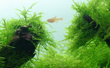 Taxiphyllum barbieri java moss
