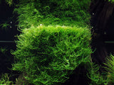 Taxiphyllum barbieri java moss