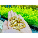 Aquarium Plant Grass Fertilizer Root Tab Capsules Live Water Fish Tank Nutrition