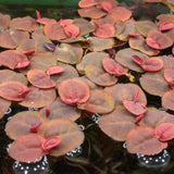 Phyllanthus fluitans red roots floating plant