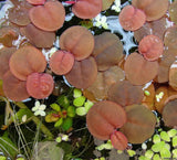 Phyllanthus fluitans red roots floating plant