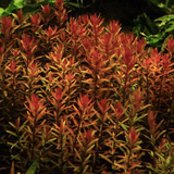 Rotala rotundifolia 'H'ra'