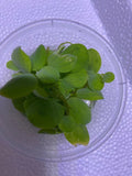 Pistia stratiotes (Dwarf Water Lettuce)