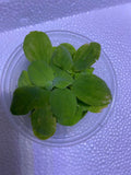 Pistia stratiotes (Dwarf Water Lettuce)