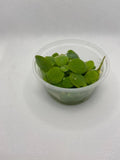 Pistia stratiotes (Dwarf Water Lettuce)