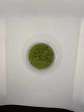 Giant Duckweed Spirodela polyrhiza
