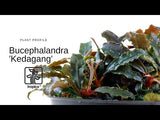 Bucephalandra 'Kedagang'