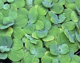 Pistia stratiotes (Dwarf Water Lettuce)