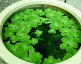 Pistia stratiotes (Dwarf Water Lettuce)