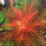 Proserpinaca palustris 'Cuba'