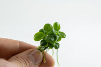 Anubias barteri 'Mini Coin'