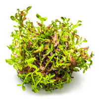 Rotala rotundifolia 'Blood Red'