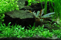 Cryptocoryne parva