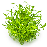 Cryptocoryne parva