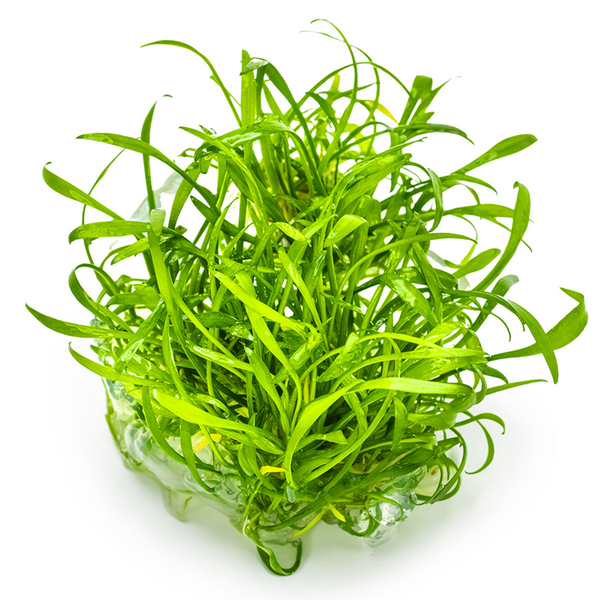 Cryptocoryne parva